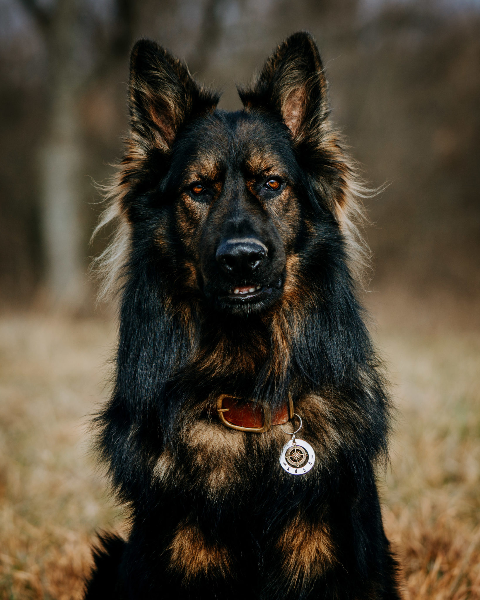 Jakoba German Shepherds – Pupfluence