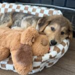 Snuggle Puppy