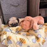 Snuggle Puppy