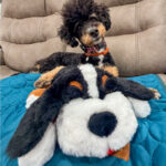 Snuggle Puppy