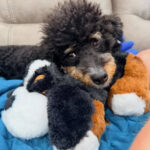 Snuggle Puppy