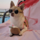 Poppy_pomchi