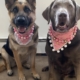 @piper_and_dutchess