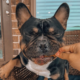 Stitch The Frenchie